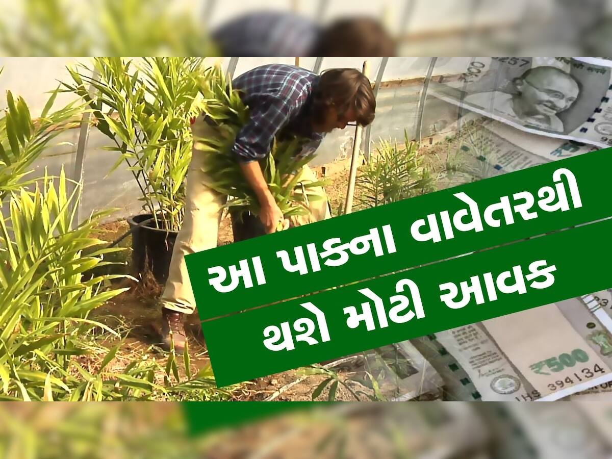 Agriculture: આ પાકની ખેતીમાં છે ડબલ ફાયદો, એક વર્ષની અંદર થઈ જશો માલમાલ