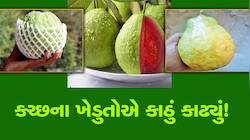 થાઇ બાદ હવે તાઇ જામફળ, કચ્છીમાંડુઓએ કમાલ કરી, સૂકા રણમાં કરી સોનેરી ખેતી