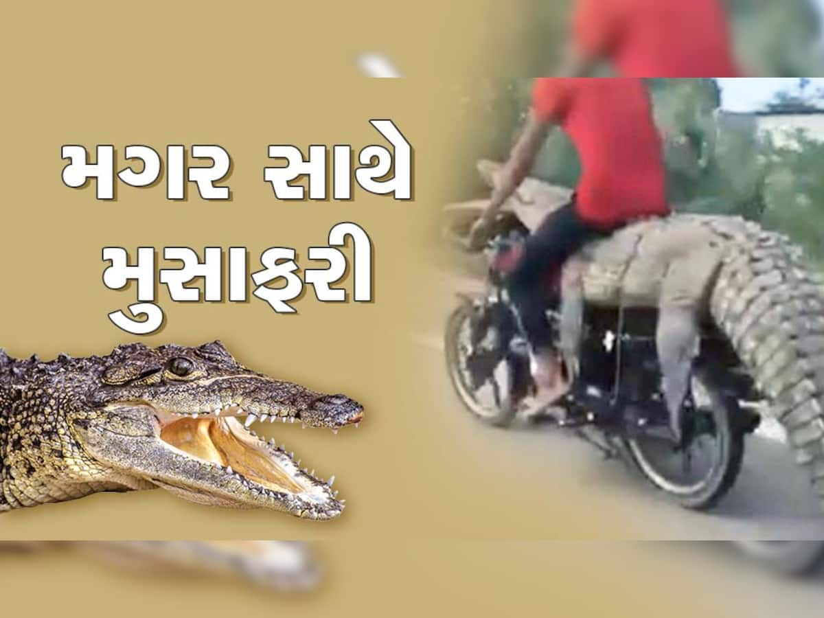 શખ્સ બન્યો ખતરો કા ખેલાડી, ખૂંખાર મગરને બાઈક પર બાંધીને મુસાફરી કરતો જોવા મળ્યો