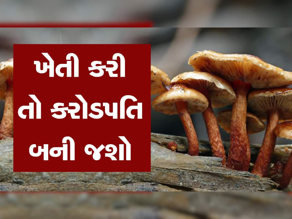 Most Expensive Mushroom: આ છે દુનિયાના સૌથી મોંધા મશરૂમ, એડવાન્સમાં થાય છે બુકિંગ