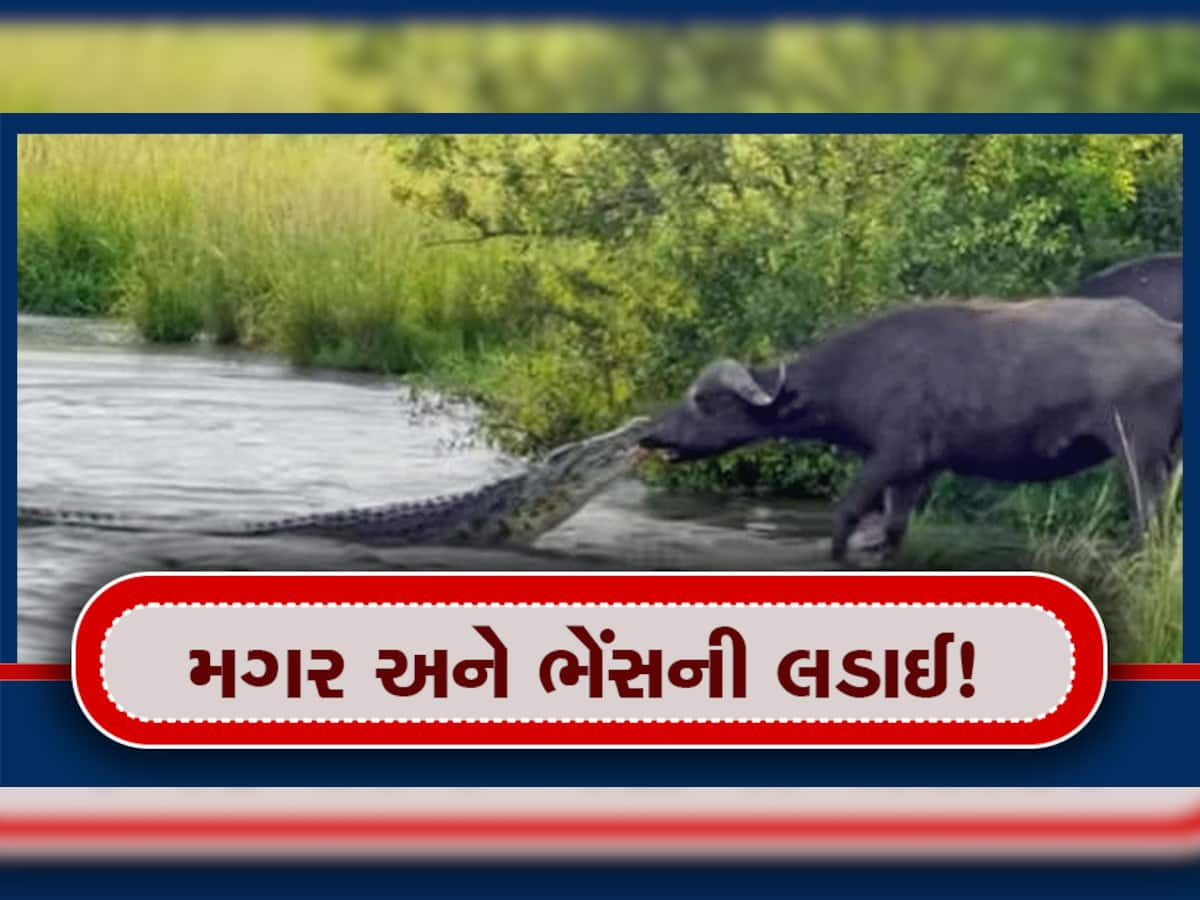 Crocodile Buffalo Fight: ક્યારેય નહીં જોઈ હોય મગર અને ભેંસની આવી લડાઈ, લાખો લોકોએ જોયો વાયરલ વીડિયો