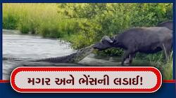 ક્યારેય નહીં જોઈ હોય મગર અને ભેંસની આવી લડાઈ, લાખો લોકોએ જોયો વાયરલ વીડિયો