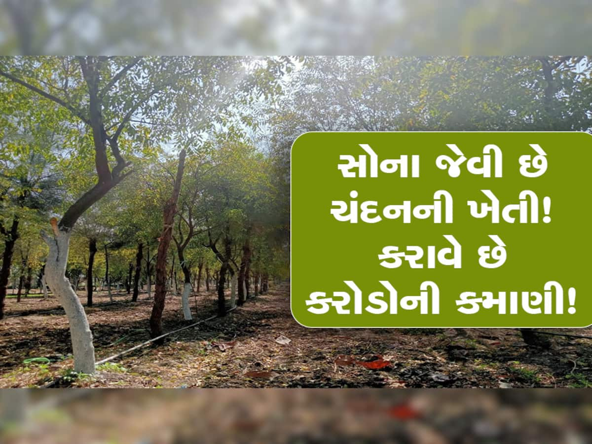 મોરબીમાં આ ખેડૂત ચંદનની ખેતી કરી બનશે કરોડપતિ, એક એક વૃક્ષમાંથી થશે 12 લાખની આવક!