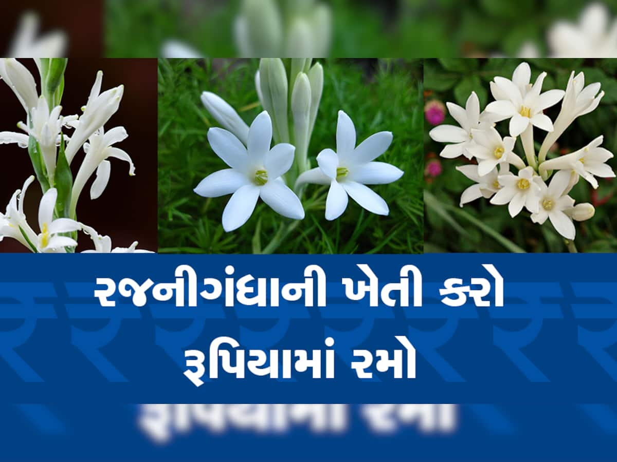 Rajnigandha Farming: રજનીગંધાની ખેતીથી કોઈ ઉત્તમ કમાણી, બજારમાં હાઈ રેટ પર વેચાય છે ફૂલ