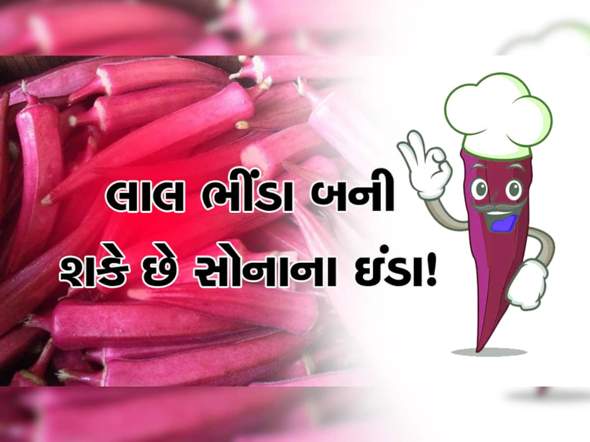 એક ઝાટકામાં બની જશો કરોડપતિ, લાલ ભીંડા આપને 40 દિવસમાં કરી દેશે માલામાલ!