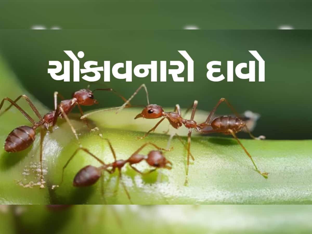 Ants Can Detect Scent Of Cancer: હવે કીડીઓ શોધી કાઢશે કેન્સરની બીમારી, મોંઘા ટેસ્ટ કરવાની નહીં પડે જરૂર!