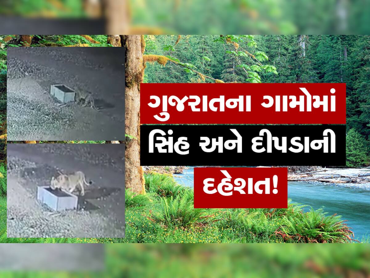 ગુજરાતના આ ગામોમાં ઘરોની બહાર આટાંફેરા કરે છે સિંહ અને દીપડા! ડરના માર્યા ઘરમાં પુરાઈ રહે છે લોકો