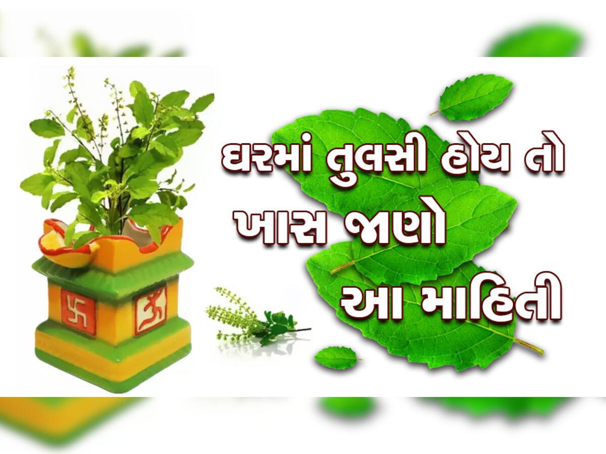 Tulsi Plant: તુલસી જો સૂકાવવા લાગે તો સમજી લો જીવનમાં આવશે મોટું વિધ્ન!, ફટાફટ કરો આ ઉપાય