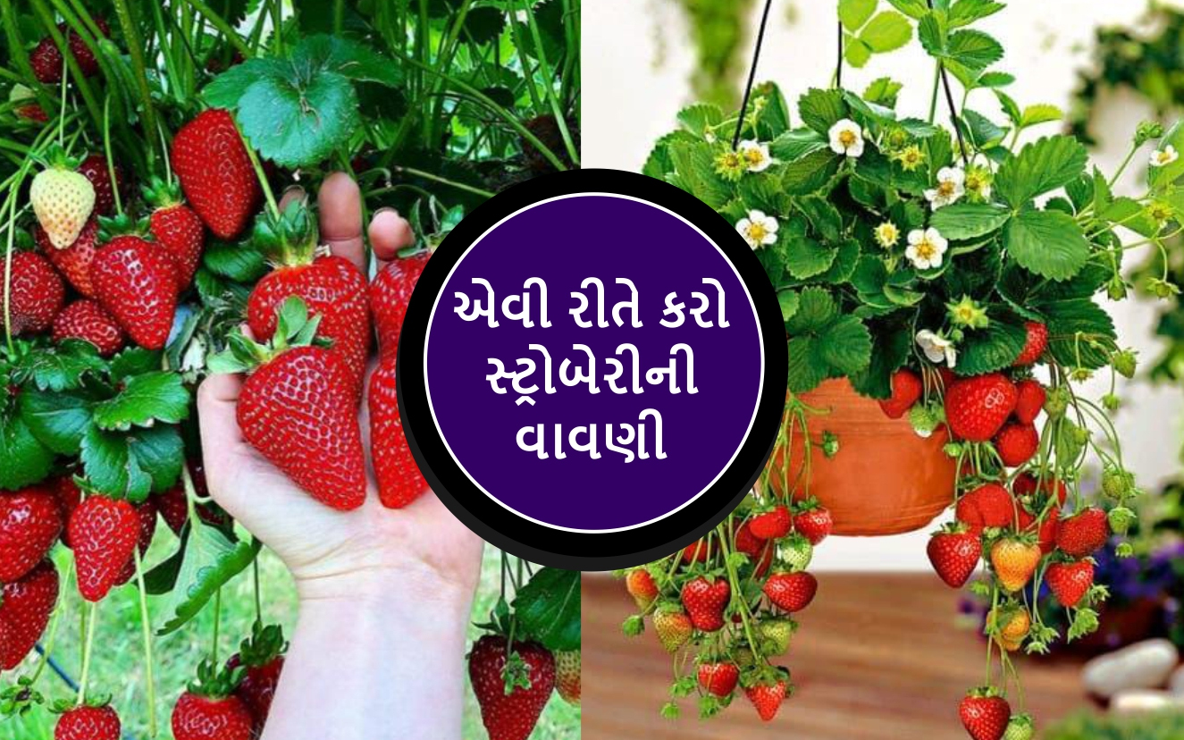 Strawberry Cultivation: માત્ર 40 દિવસમાં કરોડપતિ બનાવી દેશે સ્ટ્રોબેરીની ખેતી, જાણો ક્યારે અને કેવી રીતે લેશો પાક?