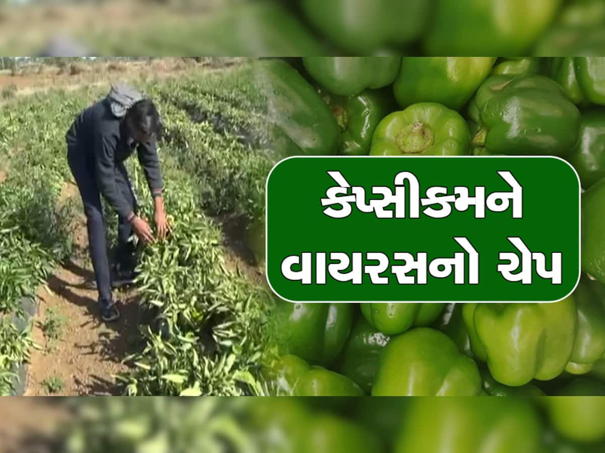 અરવલ્લીમાં ખેડૂતોએ હોંશેહોંશે વાવ્યા હતા કેપ્સિકમ, એક વાયરસે આખી ખેતીનો સત્યાનાશ વાળી દીધો