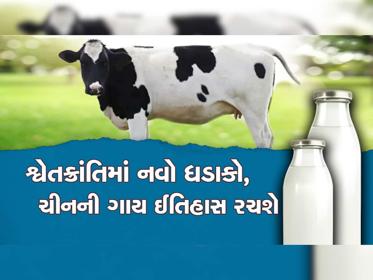 Super Cows : ભારત નહિ, હવે ચીનમાં વહેશે દૂધની નદીઓ... ક્લોનિંગ બાદ જન્મેલા 3 વાછરડાં વર્ષે 1000 ટન દૂધ આપશે