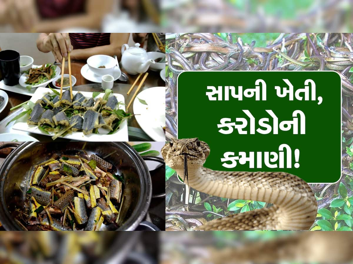 Snake Farming: આ ગામમાં થાય છે ઝેરીલા સાપની ખેતી, આખું ગામ બની ગયું અમીર