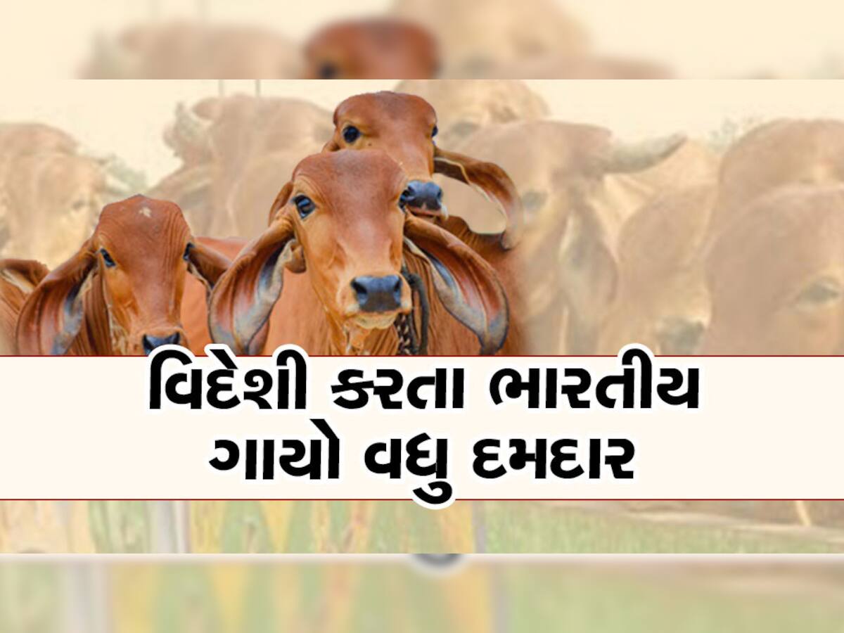 Cows Farming: ભારતની દેશી ગાયો છે પશ્ચિમી દેશોની ગાયો કરતા વધારે મજબૂત