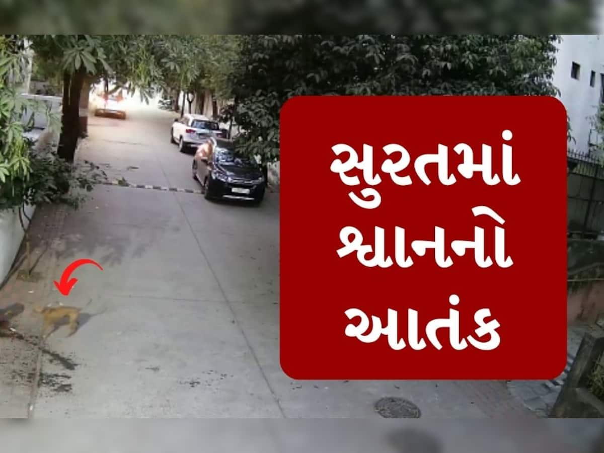 સુરતમાં શ્વાનનો આતંક: બાળકીને બચકાં ભરી લોહીલુહાણ કરી, સમગ્ર ઘટના CCTVમાં કેદ