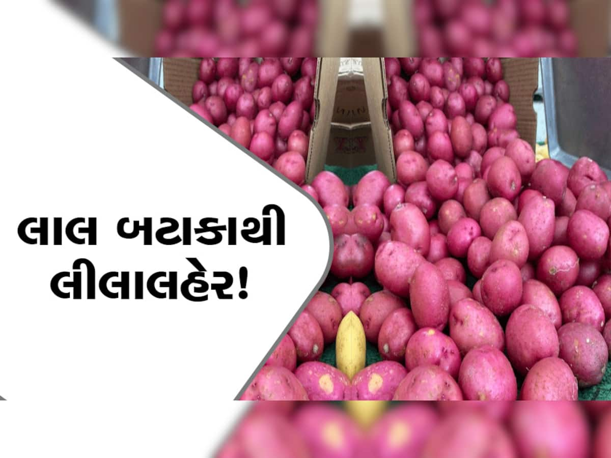 લાલ બટાકાની ખેતીથી મહિને કરો લાખોની કમાણી, જાણો આ સરળ પ્રક્રિયા