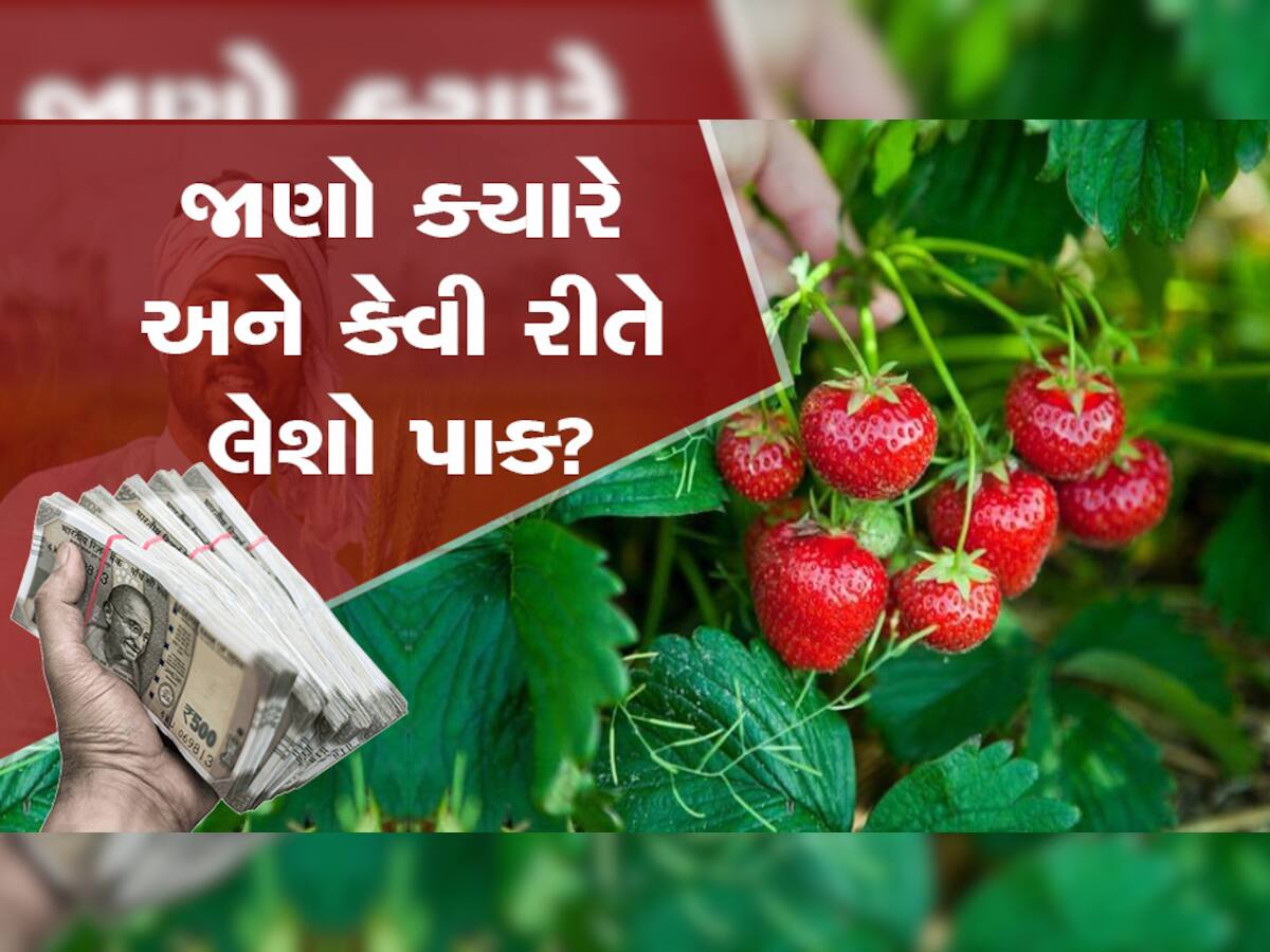 ગુજરાત સહિત બિહારમાં પણ મોટાપાયે થઈ રહી છે સ્ટ્રોબેરીની ખેતી, દર મહિને લાખોની કમાણી કરે છે ધરતીપુત્રો
