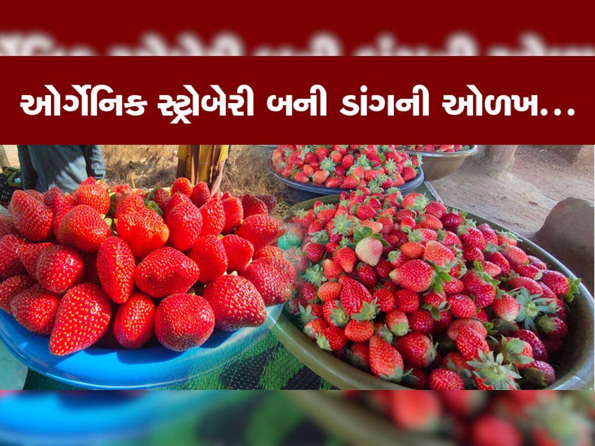 મન હોય તો માળવે જવાય: આદિવાસી ખેડૂતોએ કરી ઓર્ગેનિક સ્ટ્રોબેરીની સફળ ખેતી, આપે છે સમગ્ર દેશને ટક્કર