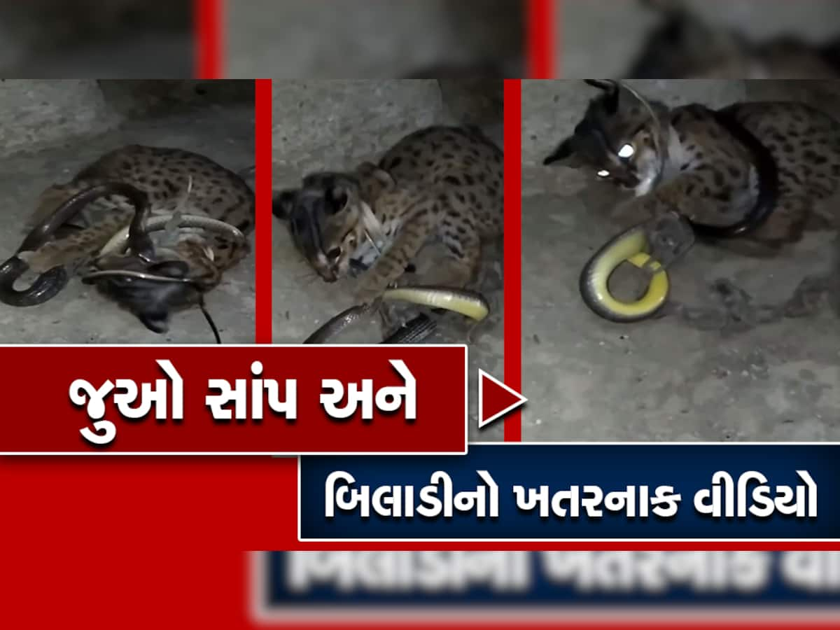 Cat Snake Viral Video: સાપે હુમલો કર્યો તો તેને જીવતો જ ગળવા લાગી બિલાડી, મગજ ચક્કરે ચડી જશે