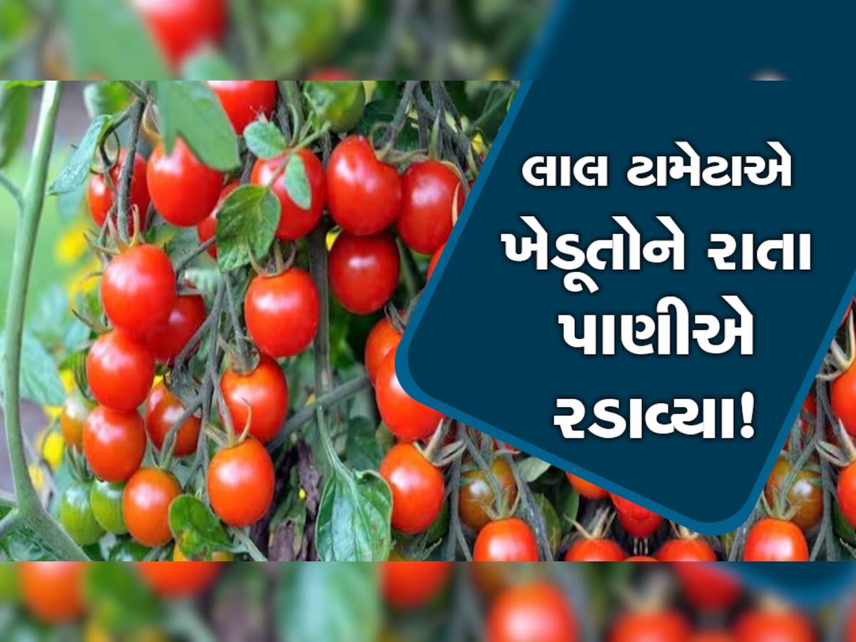 ગુજરાતમાં અહીં ખેડૂતો બેહાલ! ગત વર્ષની સરખામણીમાં કોડીના ભાવે વેચાઈ રહ્યા છે 'ટામેટાં'