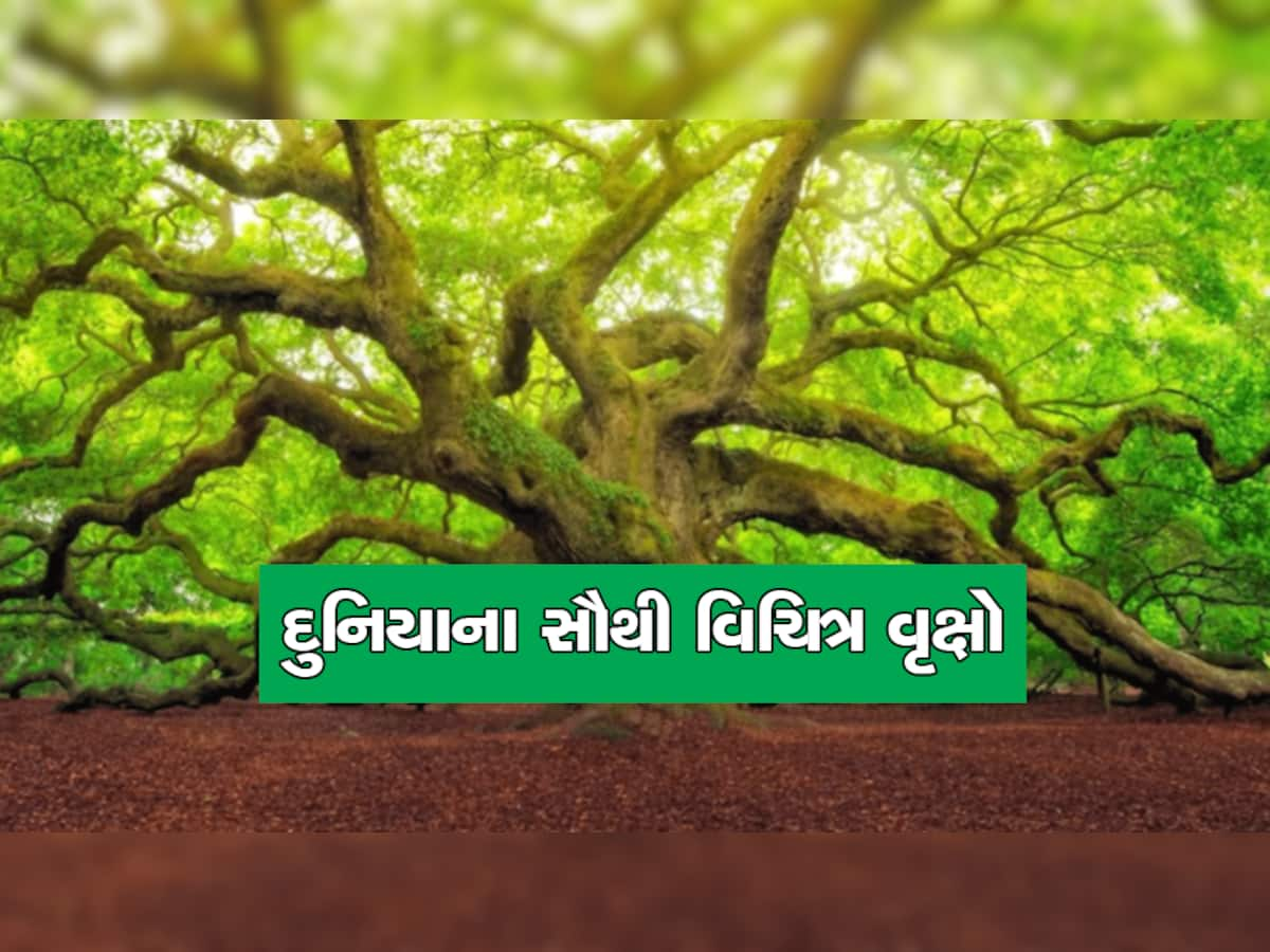 વૃક્ષોની અવનવી અને અજાયબ દુનિયાની સફર, છત્રી જેવા વૃક્ષમાંથી નીકળે છે લોહી જેવું પ્રવાહી