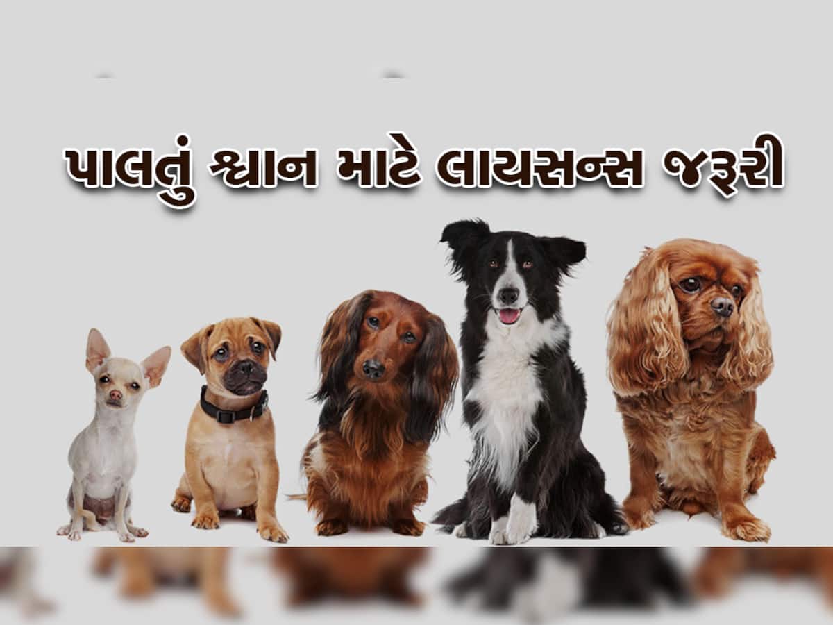Deadline For Pet License: કૂતરા પાળવાના શોખ છે તો જાણી લેજો શું છે નિયમો, 31મી પહેલાં રિન્યું કરાવી લેજો નહીં તો...