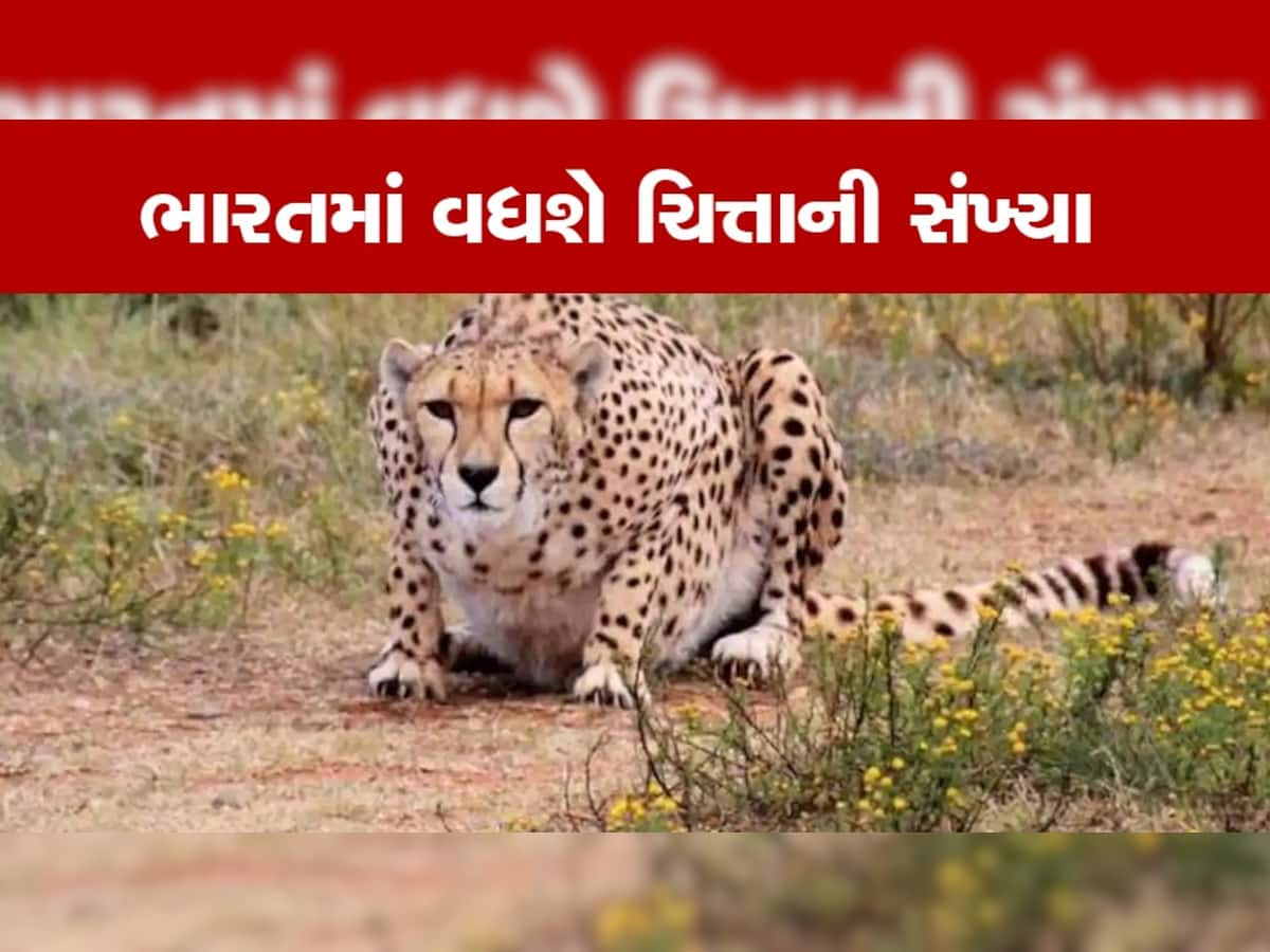 Cheetah in India: 18 ફેબ્રુઆરીએ આફ્રિકાથી આવશે 12 ચિત્તા, C-17 વિમાન ભારતથી થયું રવાના