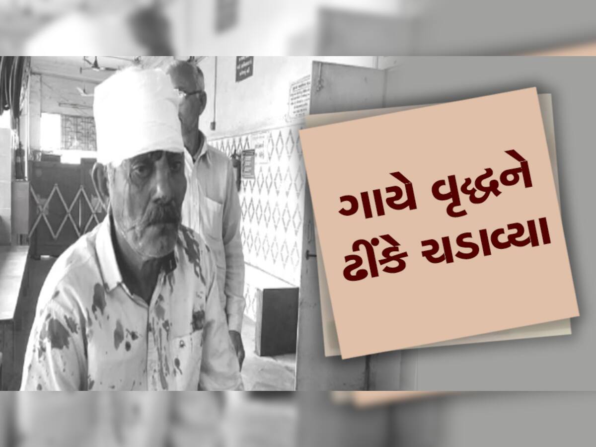 રાજકોટમાં રખડતો આતંક : ગાયે હુમલો કરીને વૃદ્ધને લોહીલુહાણ કરી નાંખ્યા, Video 