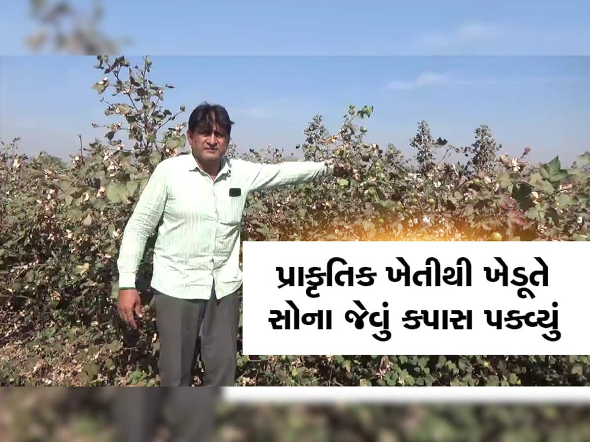 ગુજરાતના ખેડૂતે ચમકાવ્યું પોતાનું નસીબ, કપાસમાં ખેતીમાં ઈર્ષ્યા આવે તેવું રેકોર્ડબ્રેક ઉત્પાદન કર્યું