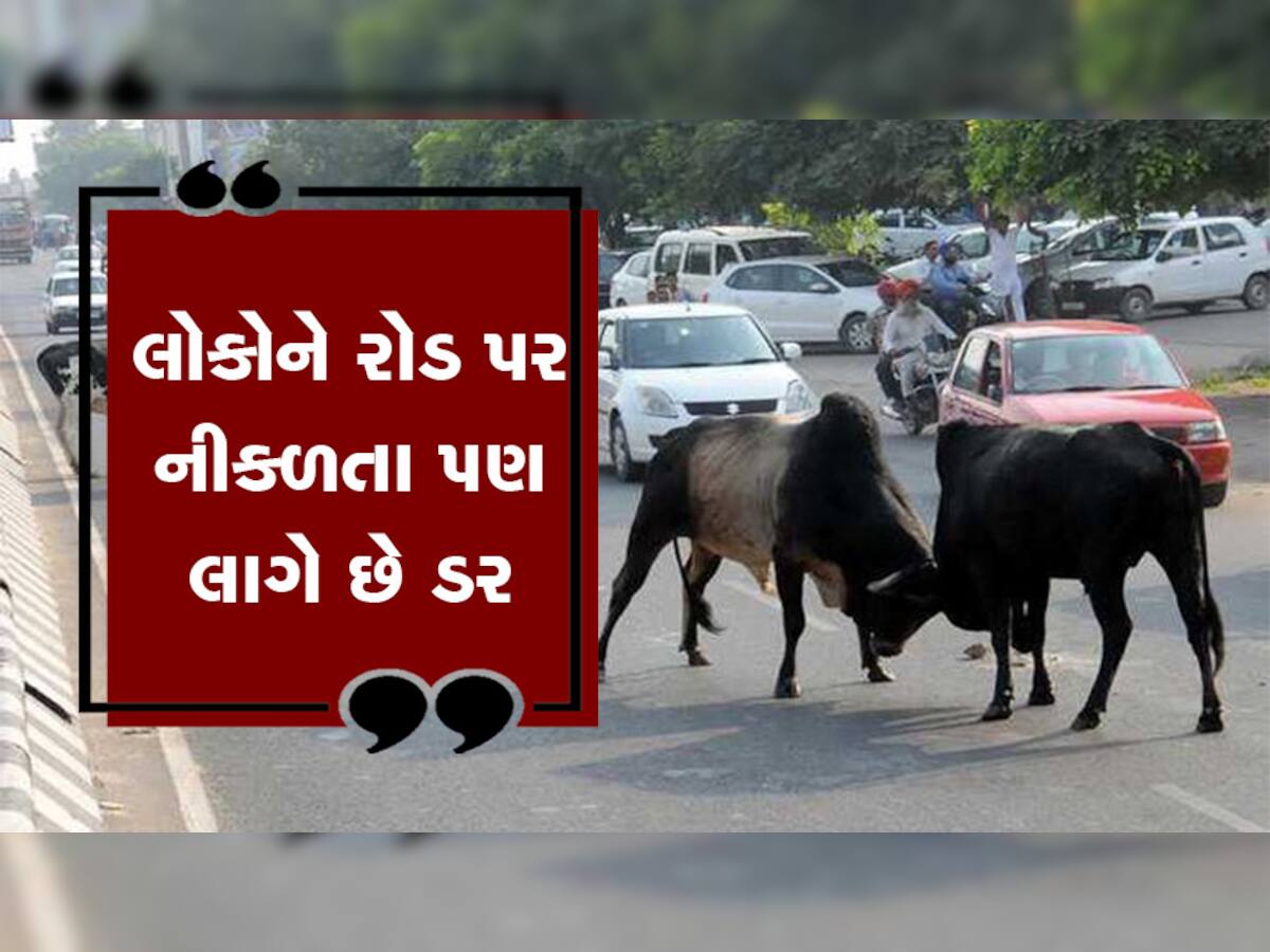 રાજકોટ શહેરના લોકોને ઢોરના ત્રાસમાંથી ક્યારે મળશે મુક્તિ? આ વિસ્તારોમાં વધ્યો ઢોરનો આતંક