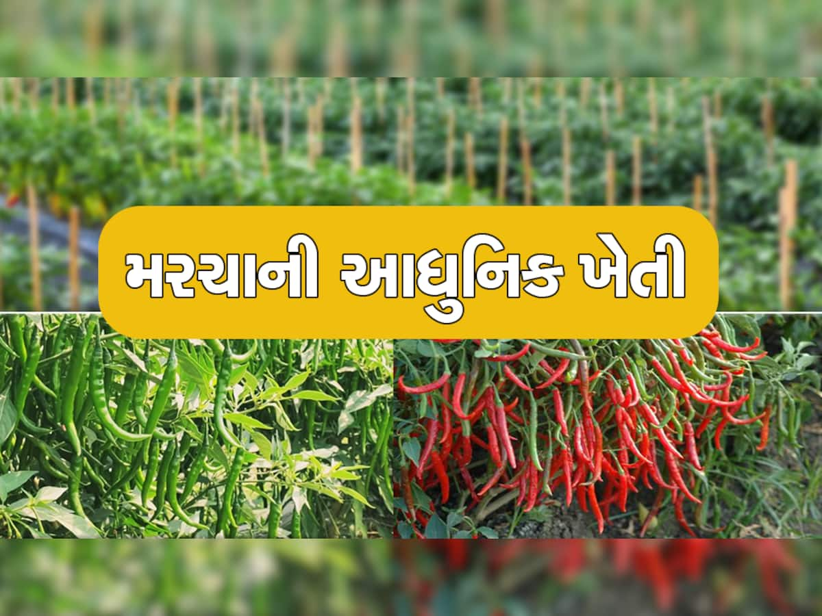 Chilli Farming: મરચાની ખેતી કરતા સમયે ફોલો કરો આ સરળ ટિપ્સ, ઓછા ખર્ચમાં કરી શકશો જબરદસ્ત નફો