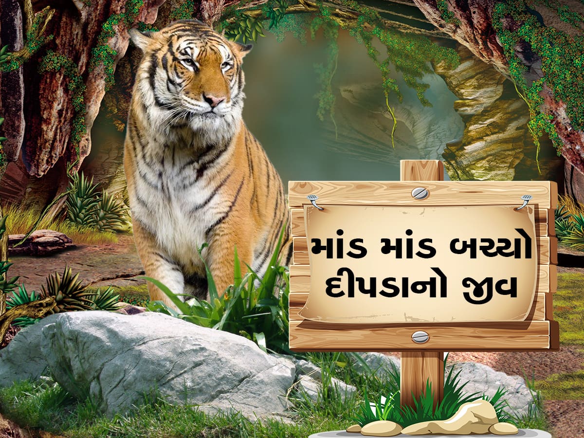 Panna Tiger Reserve: VIDEO વાઘણને સામે જોઈને ઝાડ પર ચઢી ગયો દીપડો, નીચે ઉતર્યો તો ફરીથી કર્યો ઘેરાવો