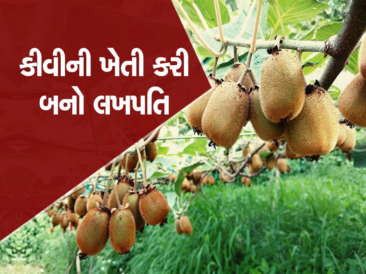 Business Idea: આ ફળની ખેતીનું ગુજરાતમાં છે ઉજળું ભવિષ્ય, એક એકર કમાઈ આપશે લાખો રૂપિયા