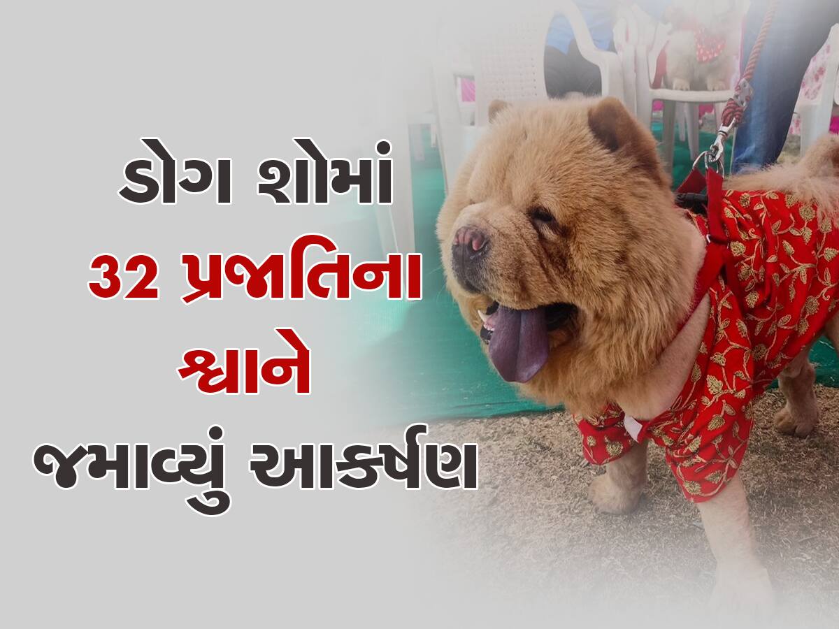 ગુજરાતમાં અહીં ડોગ શોમાં અલગ-અલગ બ્રિડના ડોગ બન્યા આકર્ષણનું કેન્દ્ર, તમે કહેશો 'SO CUTE'