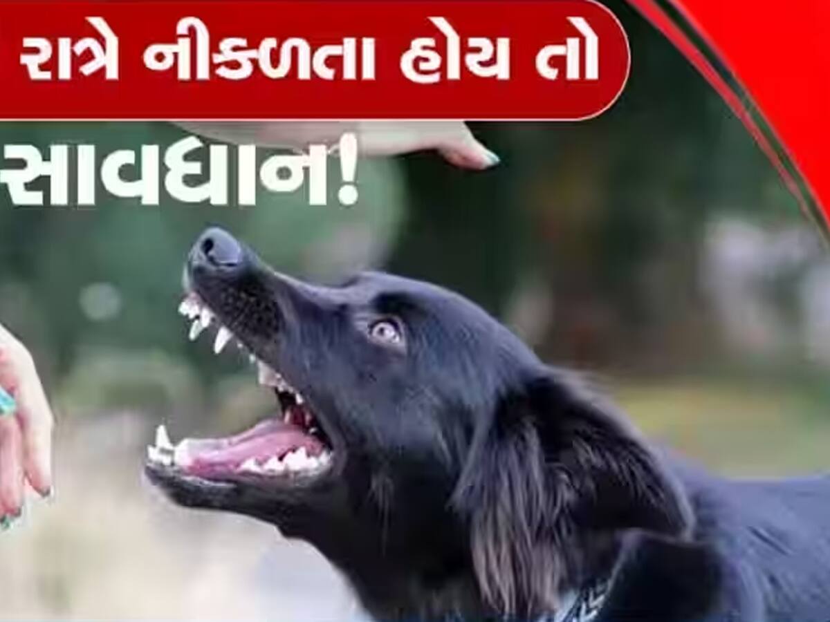 ગુજરાત સહિત સમગ્ર દેશમાં કૂતરાઓનો આતંક, જાણો દરરોજ કેટલા હજાર લોકો બને છે ભોગ