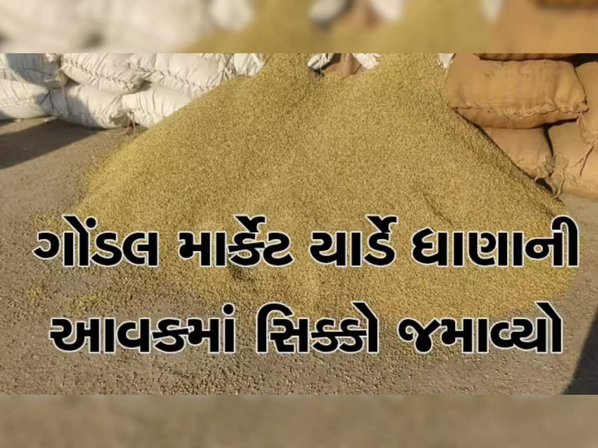 ગોંડલ માર્કેટીંગ યાર્ડમાં ધાણા લઈને જતા હોય તો રોકાઈ જજો! આ સમાચાર વાંચીને ઘરેથી નીકળજો, નહીં તો...