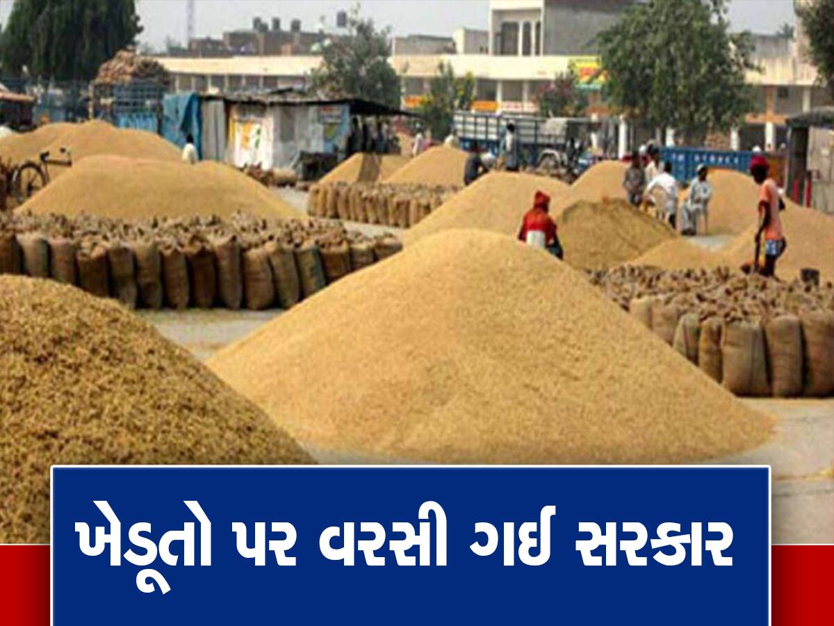 ગુજરાતમાં પ્રથમવાર ઘઉંની સાથે આ ઉનાળુ પાકોની થશે ખરીદી, રાજ્ય સરકારે આ કારણે લીધો નિર્ણય