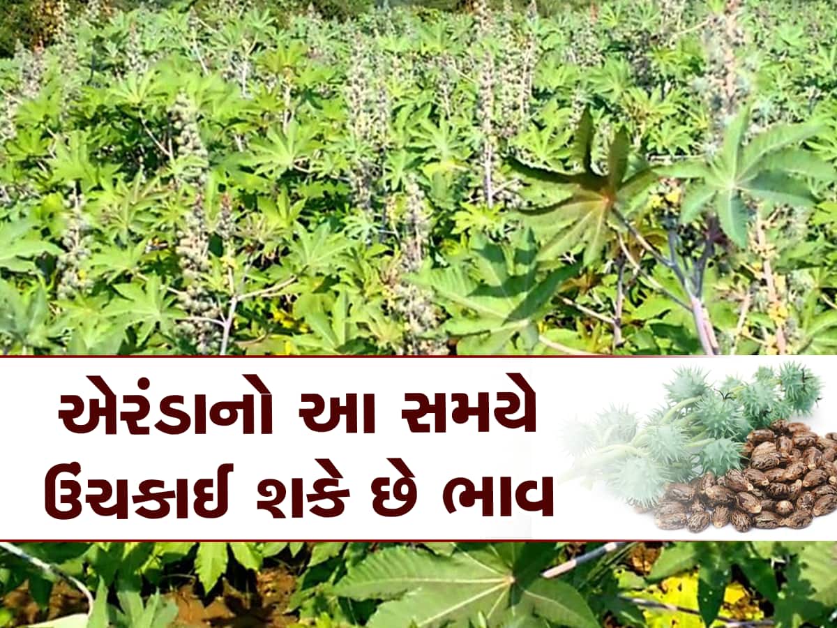 એરંડાની ખેતી કરતા ખેડૂતોની ઝોળીમાં પહેલીવાર ખુશી આવશે, ભાવ મામલે થઈ મોટી હલચલ