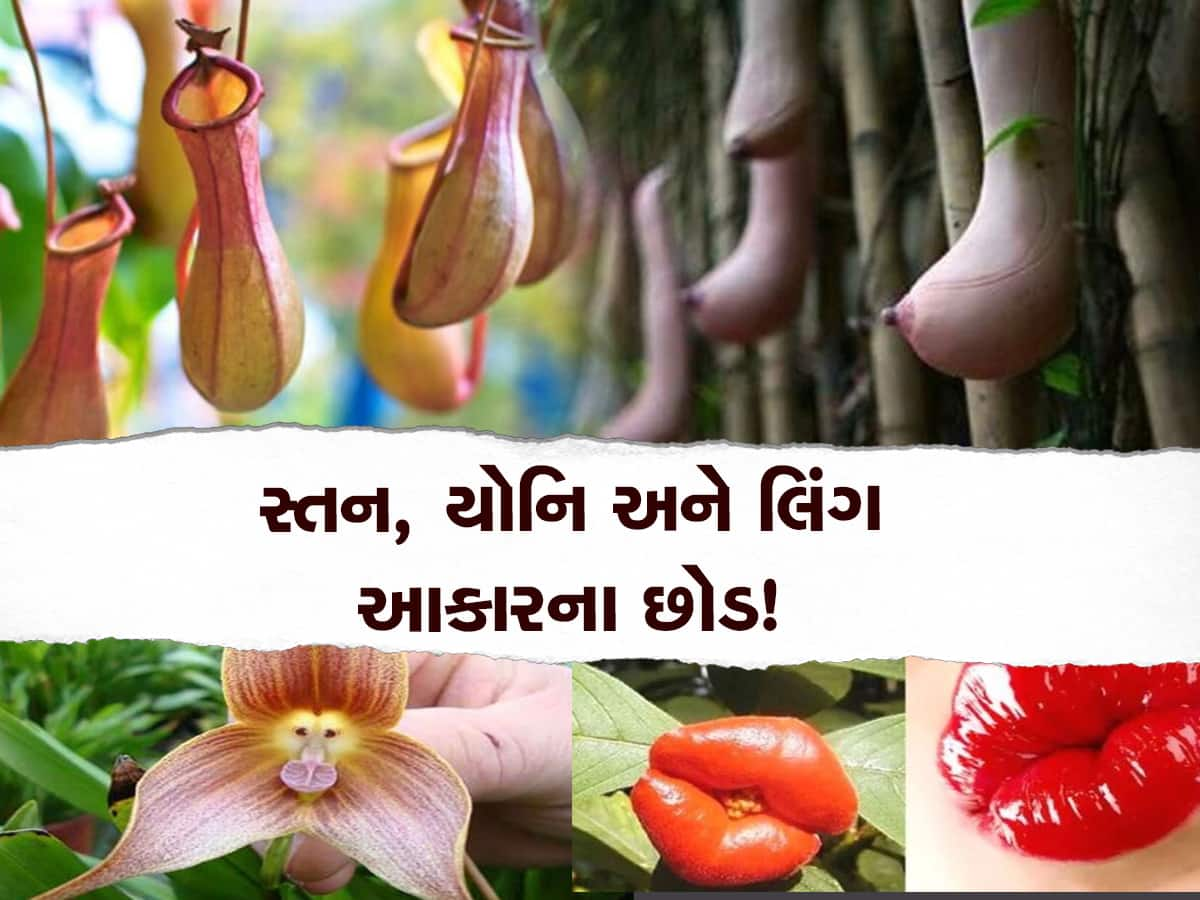 સ્તન, યોનિ અને લિંગ સાથે આ છોડનું છે સીધું કનેક્શન! આકાર જોતા આવી જશે અંદાજો