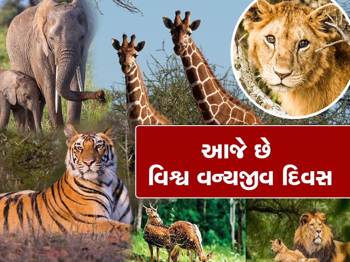 World Wildlife Day: કેમ ઉજવવામાં આવે છે વિશ્વ વન્યજીવ દિવસ? જાણો આ વખતે શું છે થીમ?