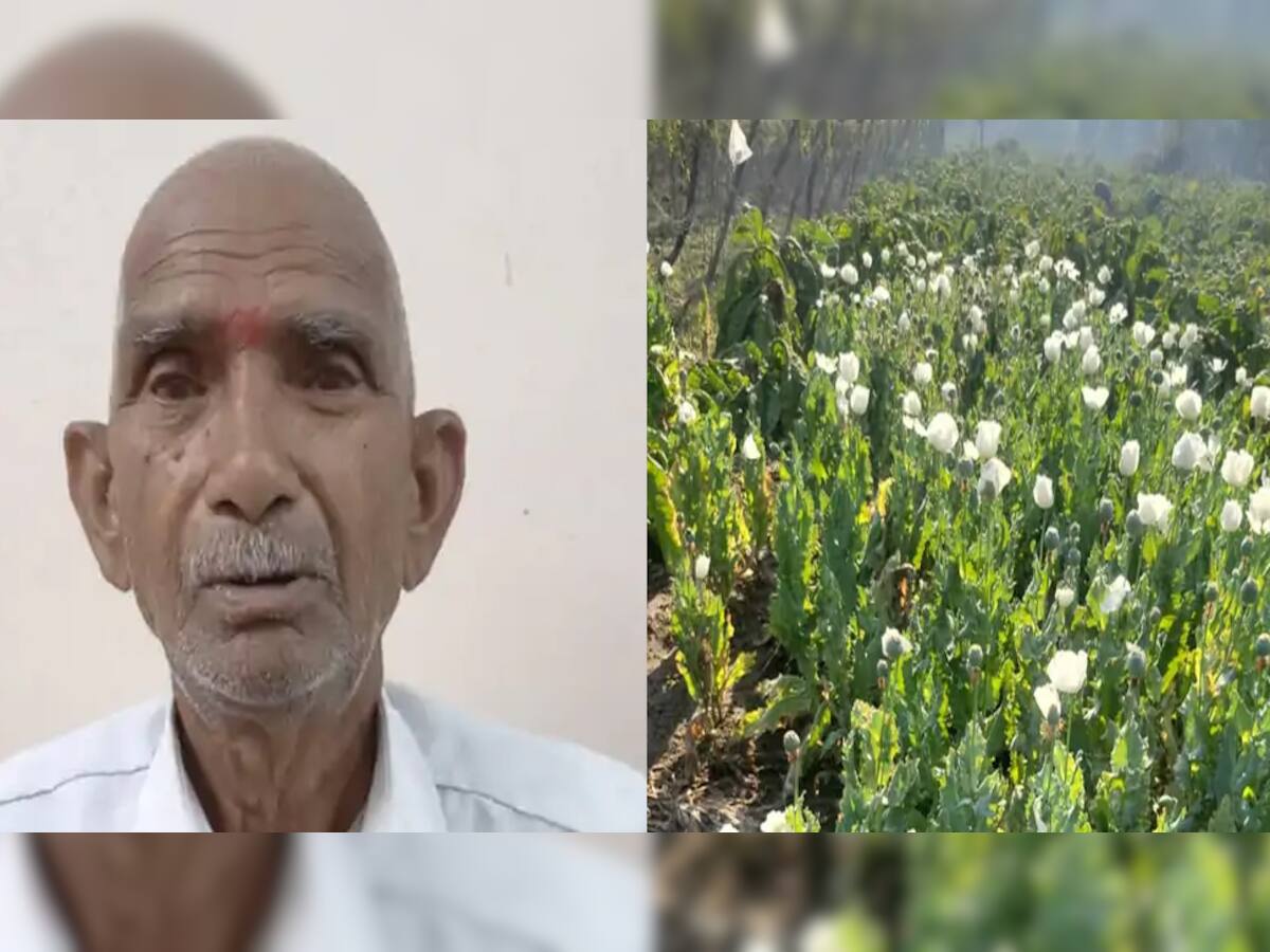લો બોલો! ખેતરમાં અફીણની ખેતી કરતો વૃદ્ધ પકડાયો, પોલીસ પણ ખેતરનું દ્રશ્ય જોઈને ચોંકી ઉઠી!