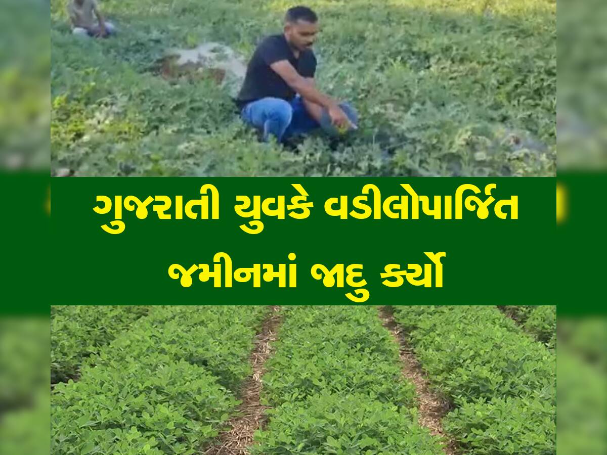 હવે ગુજરાતી ખેડૂતો સરકારી નોકરીથી રાહ નથી જોતા, આ ખેતી કરીને કરે છે લીલાલહેર