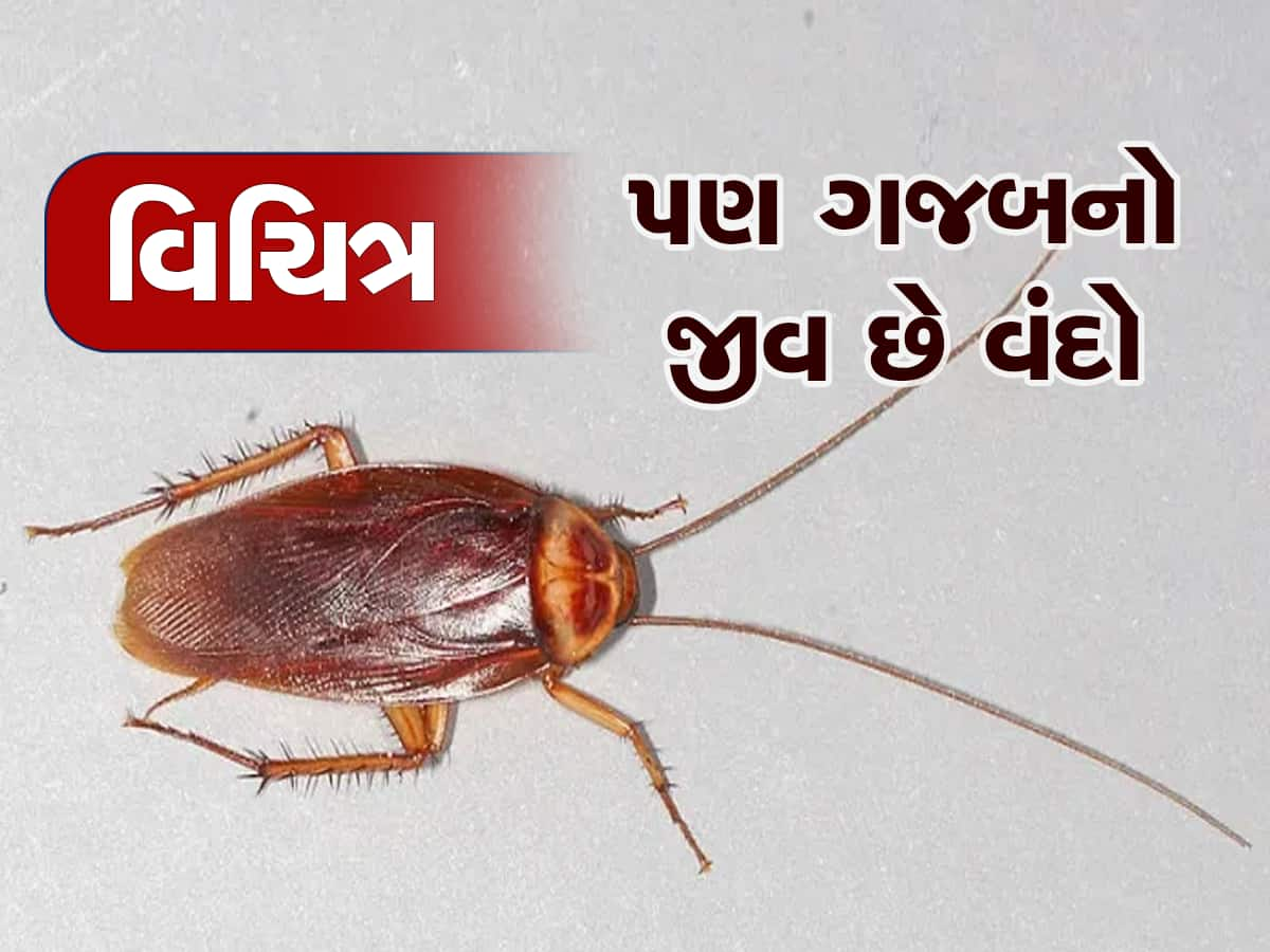 વંદો દેખાય તો ફટાફટ ભગાડો છો, પરંતુ આ માહિતી જાણીને તમે તેને ટેલેન્ટેડ કહેશો 