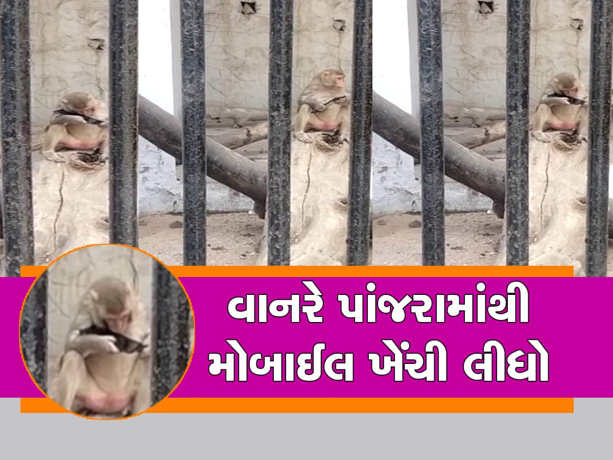 અલ્યા ભાઈ બહુ કરી... પાંજરામાં બેસેલા કપિરાજે યુવકના હાથમાંથી મોબાઈલ ખેંચી લીધો