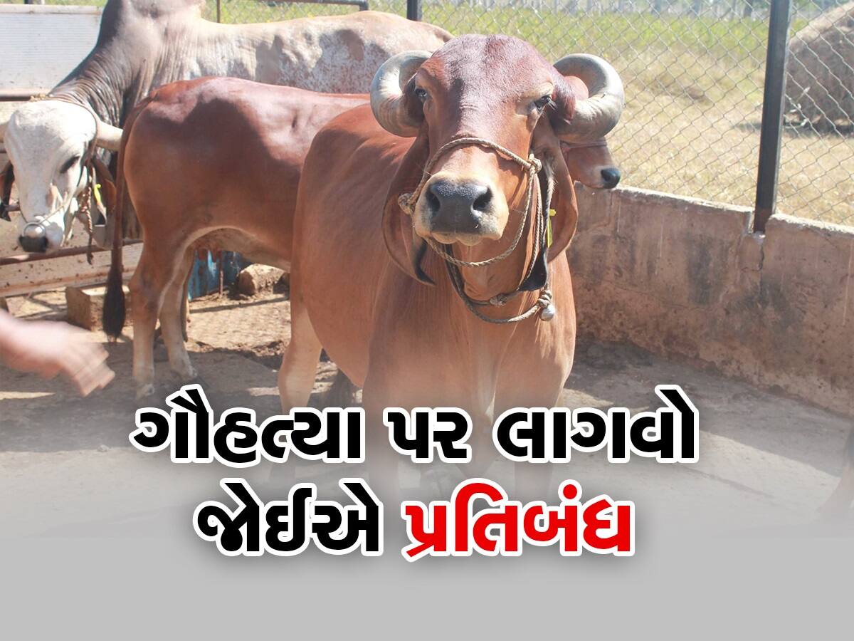 Cow Slaughter: 'ગાયને મારનાર વ્યક્તિ નરકમાં સડે છે', અલ્હાબાદ હાઈકોર્ટના મુસ્લિમ જજે કહ્યું- ગૌહત્યા પર પ્રતિબંધ હોવો જોઈએ