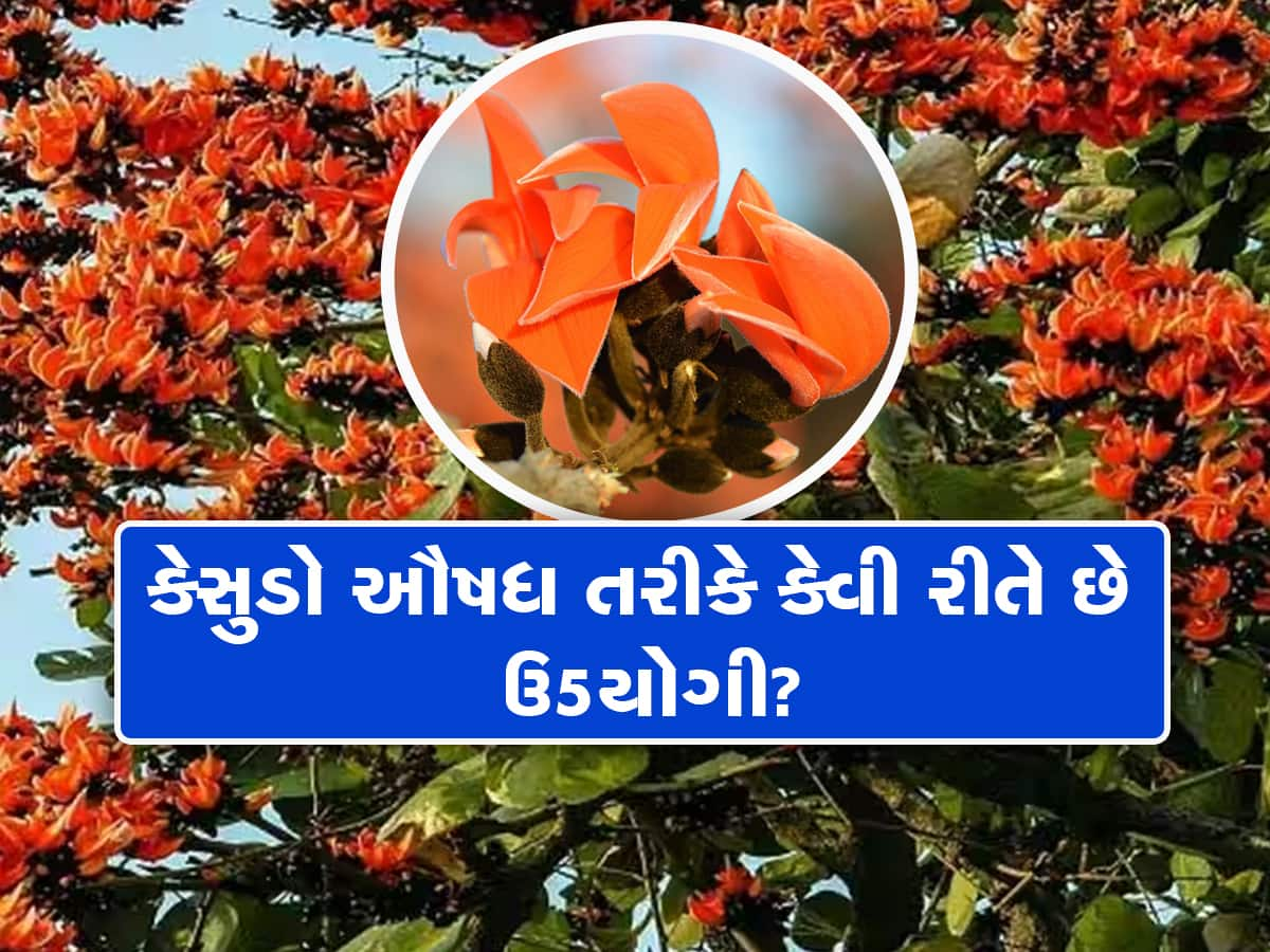 ગુજરાતના આ દ્રશ્યો તમારું મન મોહી લેશે! હોળી નજીક આવતા જ જંગલોએ  ધારણ કર્યો કેસર્યો