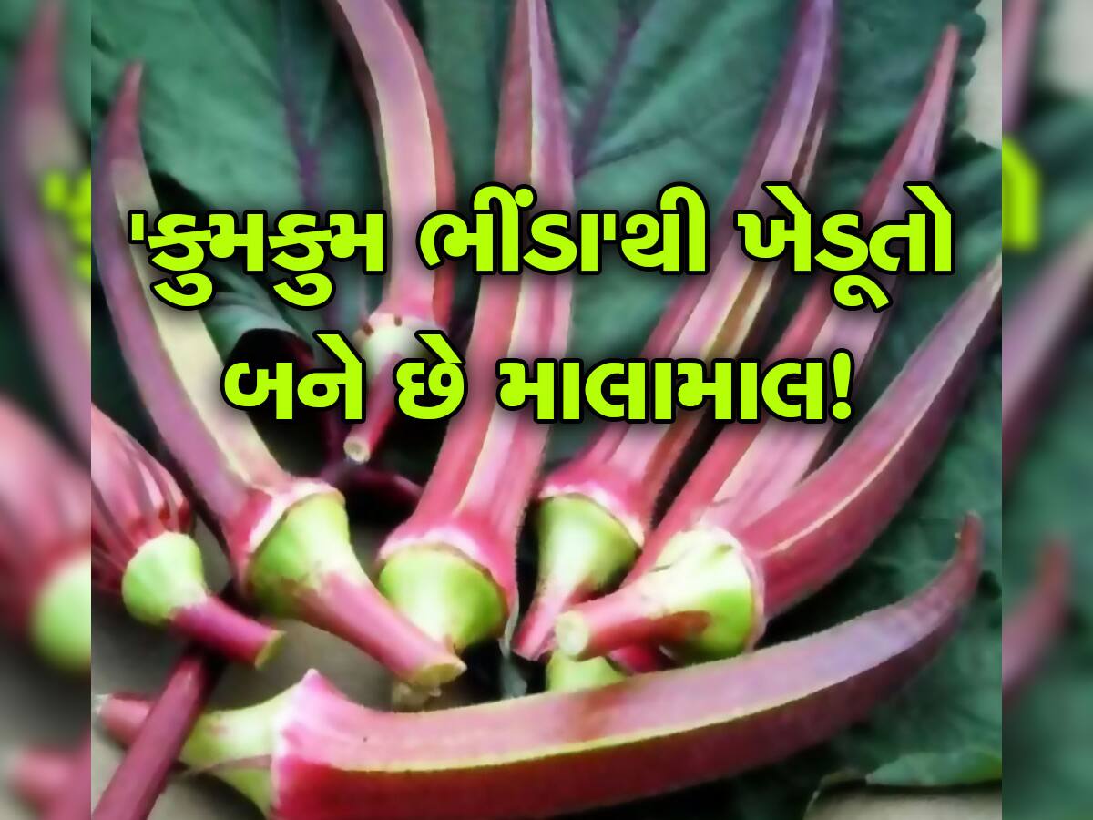 Lady Finger: 'કુમકુમ ભીંડા'ની ખેતીથી ખેડૂતો થઈ રહ્યા છે માલામાલ! કિંમત અને ફાયદા જાણી દંગ રહી જશો