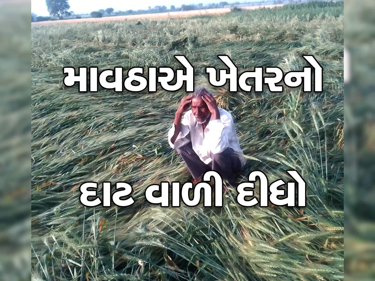 કુદરત રૂઠે ત્યાં કોને ફરિયાદ કરવી : ગોંડલના ખેડૂતોના રવિ પાક પર માવઠાનું પાણી ફરી વળ્યું  