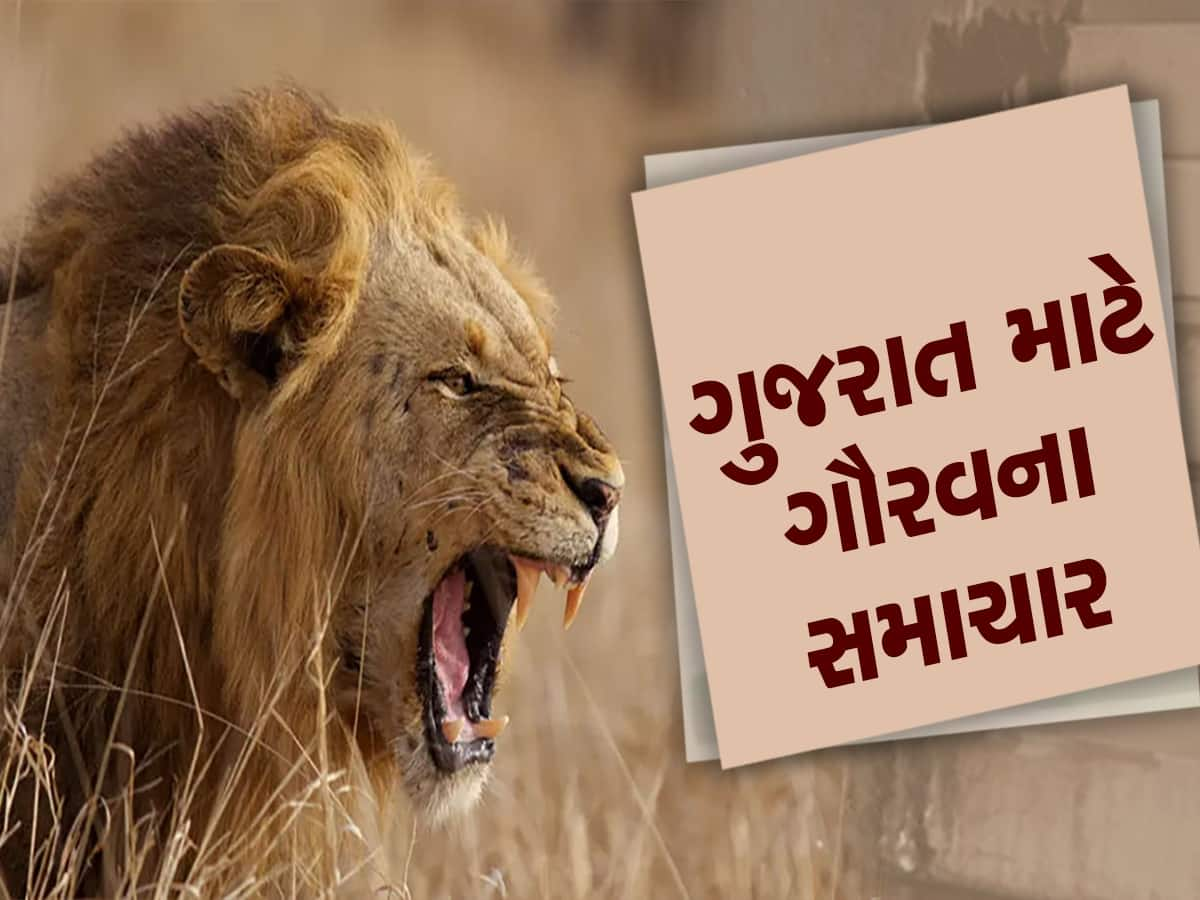 રાજ્યમાં છેલ્લાં પાંચ વર્ષમાં સિંહોની વસ્તીમાં 28.87 ટકાનો વધારો, સંખ્યા વધીને 674 થઈ