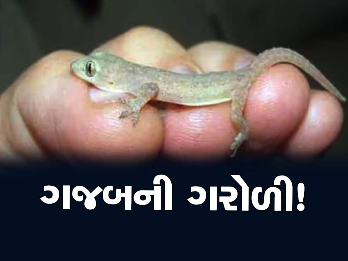 જોતા જ ચિતરી ચઢે છે એવી ગરોળી તમને બનાવી શકે છે અદાણી-અંબાણી જેવા ધનકુબેર!