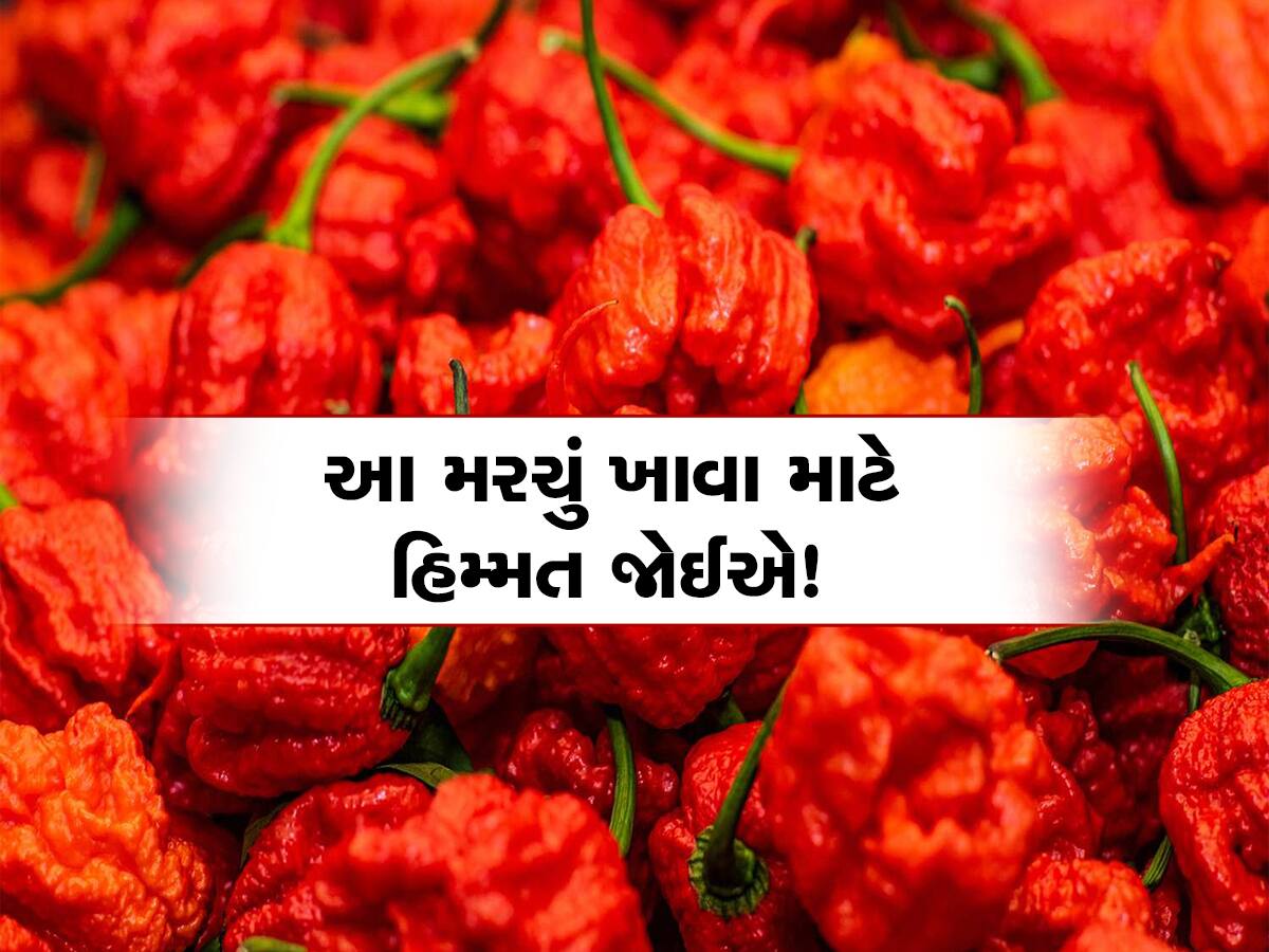 World's Hottest Chili: જાનલેવા છે આ મરચું! અડતા જ લાગે છે કરંટ, મોંઢામાં મુકતાની સાથે જ હલી જાય છે મગજના તાર